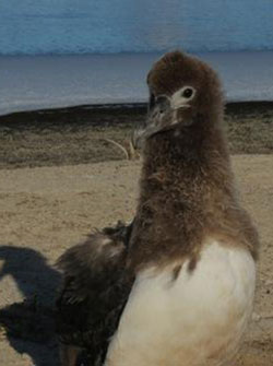 A Laysan Albatross chick losing the last of its down.