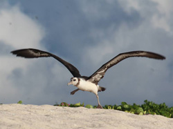 A young Laysan Albatross attempts an awkward take-off.