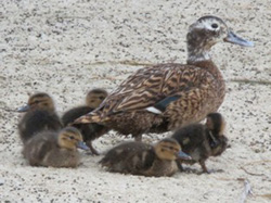 Laysan Duck female and five ducklings.