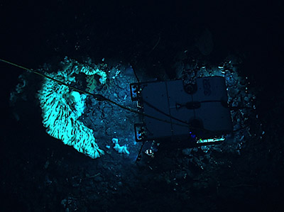 Massive sponge photographed at a depth of 7,000 feet inside PMNM by the remotely operated vehicle Deep Discoverer is largest known sponge in the world.