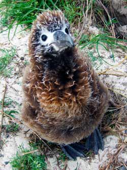 Laysan Albatross chick.
