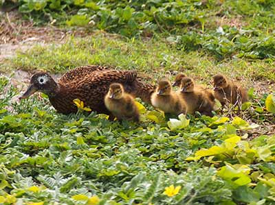 Laysan duck mother with her brood on Kure Atoll.
