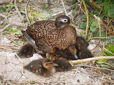 Another Laysan duck mother with her brood near Brad's Pit on Kure Atoll.