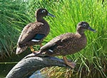 A male/female pair of Laysan ducks on Eastern Island at Midway Atoll National Wildlife Refuge.