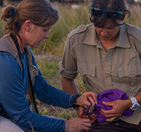 USFWS biologist Meg Duhr-Schultz (right) holds a Laysan duck while USGS biologist Michelle Reynolds clamps an aluminum band on its leg for the translocation.