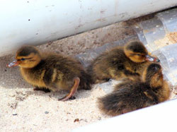 Laysan Ducklings in front of the hurricane shelter in camp.