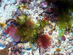 New species of deep-water algae, <em>Umbraulva kuaweuweu</em>, photographed by diver at 277 feet off Lisianski Island in Papahānaumokuākea Marine National Monument.