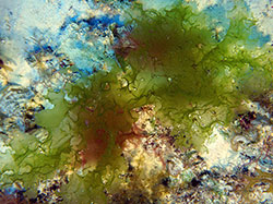 New species of deep-water algae photographed by a SCUBA diver at 188 feet at Kure Atoll in Papahānaumokuākea Marine National Monument.
