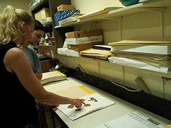 Dr. Heather Spalding examines a limu specimen at the University of Hawaiʻi at Mānoa.