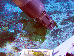The new algae species <em>Umbraulva kuaweuweu</em> being collected at 264 ft depth from west Maui.