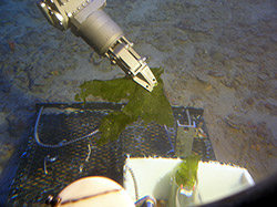 The new algae species <em>Umbraulva kaloakulau</em> at 413 ft depth from west Maui.