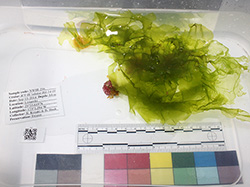 The new algae species <em>Umbraulva kuaweuweu</em> collected from 277 ft depth from Lisianski, Northwestern Hawaiian Islands, Papahānaumokuākea Marine National Monument.