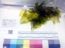 The new algae species <em>Umbraulva kaloakulau</em> collected from 281 ft depth from Pearl and Hermes, Northwestern Hawaiian Islands, Papahānaumokuākea Marine National Monument. 