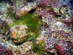 New species of algae at 304 ft depth from Kure, Northwestern Hawaiian Islands, Papahānaumokuākea Marine National Monument.
