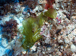 New species of algae at 195 ft from Pearl and Hermes Atoll, Northwestern Hawaiian Islands, Papahānaumokuākea Marine National Monument.