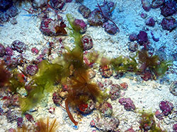 New species of algae at 195 ft from Lisianski, Northwestern Hawaiian Islands, Papahānaumokuākea Marine National Monument.