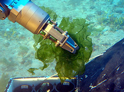New species of deep-water algae <em>Ulva ohiohilulu</em> collected by a submersible of the Hawaiʻi Undersea Research Laboratory at 304 feet from west Maui.