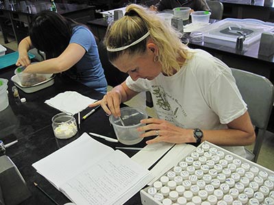 Dr. Heather Spalding processes a limu specimen at the University of Hawaiʻi at Mānoa.
