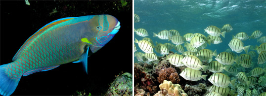 Herbivores such as this spectacled parrotfish and convict surgeonfish graze on benthic algae.