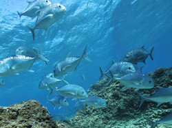 Giant trevally eat smaller herbivores and are in turn eaten by larger predators.