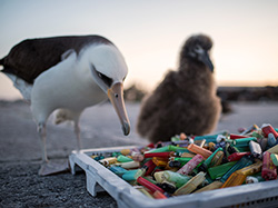 A Laysan albatross examines a collection of lighters and other plastics at Midway Atoll.