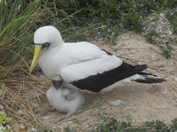 Masked Booby with chick on Laysan Island May 2013.