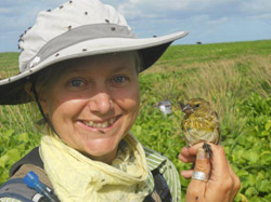 Michelle Wilcox with a highly curious Laysan Finch.