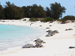 Turtle Beach, an important haul out spot for Hawaii's threatened green sea turtles, most of which nest in the Northwestern Hawaiian Islands.