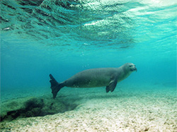 An endangered Hawaiian monk seal hovers above the seafloor at Midway Atoll.