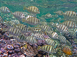 A school of convict tangs, or manini, swim above the corals in the waters around Midway Atoll.