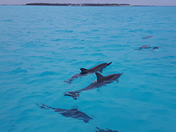 Spinner dolphins call the waters of the Monument home.