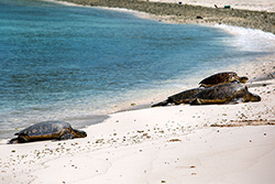 Green turtles sun on Midway Atoll's Turtle Beach.