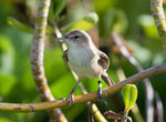 Nice pose of a Millerbird, the morning after release on Laysan.
