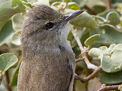 Endangered and endemic ulūlu perched on ʻāweoweo.