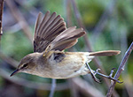 Endangered and endemic ulūlu (Nihoa Millerbird) in flight.