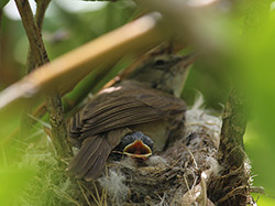 A female Millerbird at the NW Bowl territory, brooding one of her growing chicks.