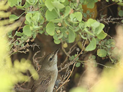 Unusual sighting on Laysan: a Millerbird perched – not in naupaka – but in an ʻāweoweo shrub.
