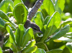 A shy millerbird peeking out of the Scaevola just long enough to be captured by Robby's camera.