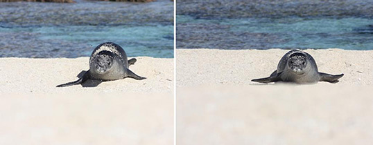 An endangered Hawaiian monk seal galumphs up the shore to rest.  