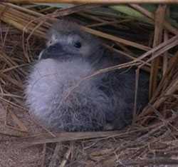 A young Wedge-tailed Shearwater rests in the shade of a native bunchgrass.  