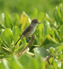 A Millerbird perches in plain view, just begging to be resighted.  