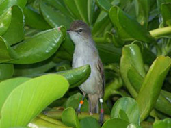One of the second group of Millerbirds translocated to Laysan peeks from the naupaka.