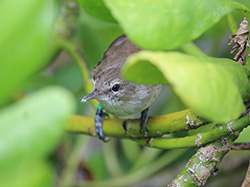 A Millerbird peers up from underneath a naupaka leaf, the chase is on!