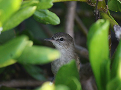 A sneaky Millerbird keeps its color banded legs, and therefore its identity well hidden.