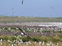 Crowds of Laysan albatrosses beginning the breeding season.