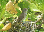 Millerbird peering up from the edge of a Naupaka bush.