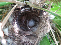 An active Millerbird nest.  This clutch was not complete yet; Millerbirds typically lay two eggs.
