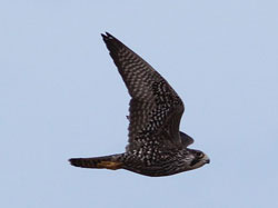A visiting peregrine falcon enjoys the wildlife on Laysan.