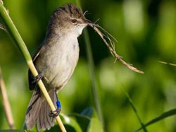 Millerbird carrying nesting material.
