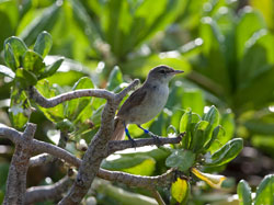 A Millerbird hanging out in the naupaka.